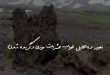 278367362073960237960-110x75 تعبیر خواب 