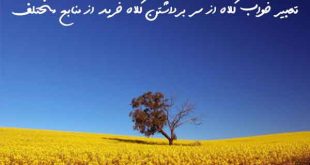 2086308637368027-310x165 تعبیر خواب 
