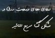 208328063278037-110x75 دعا و ختم مجرب رزق و روزی 