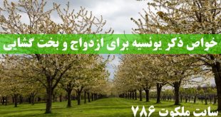 خواص-ذکر-یونسیه-برای-ازدواج-ذکر-یونسیه-برای-آسان-شدن-ازدواج-310x165 ادعيه و اذكار بخت گشایی و ازدواج 