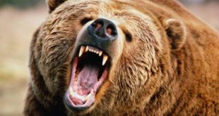 تعبیر-خواب-خرس-و-کشتن-خرس-تعبیر-دیدن-خرس-قطبی-در-خواب-310x165 تعبیر خواب 