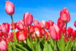 تعبیر-خواب-گل-لاله-و-هدیه-دادن-گل-لاله-تعبیر-بو-کردن-گل-لاله-در-خواب-110x75 تعبیر خواب 