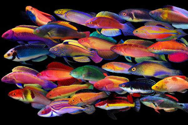 دعای صید ماهی و رونق فروش سریع الاثر دعای-صید-ماهی دعا و ختم مجرب رزق و روزی