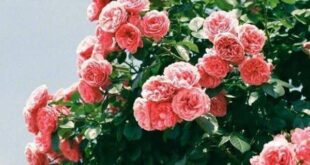 دعای-فروش-خانه-ملک-و-زمین-310x165 دعای حاجت روایی 