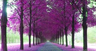 F4DD3861-5844-4551-84CD-70E4E304DC38-310x165 ادعيه و اذكار دسته‌بندی نشده دعا و ختم مجرب 