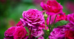 FBC8EBC4-5226-4C9A-8998-9D33EBC86F45-310x165 دسته‌بندی نشده 
