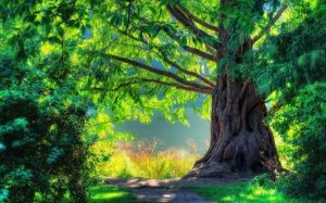 0ECB0EF8-D801-482C-8F5E-E99E62092D52-300x187 ادعيه و اذكار دسته‌بندی نشده دعا و ختم مجرب دعای حاجت روایی 