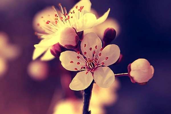دعای-گشایش-حاجات دعای گشایش کار 