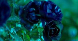 دعای-برکت-در-شغل-کسب-و-کار-مجرب-310x165 دعای گشایش کار رزق و روزی 