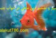 1-11-1-110x75 تعبیر خواب دسته‌بندی نشده 