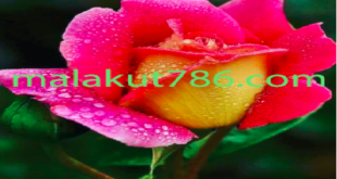 دعاهای-قوی-برای-عاشق-کردن-معشوق-و-بازگشت-معشوق-310x165 ادعيه و اذكار دسته‌بندی نشده دعا دعا و ختم مجرب 
