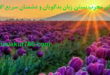 دعای-قوی-و-مجرب-برای-بستن-زبان-بدگویان-و-دشمنان-110x75 ادعيه و اذكار دسته‌بندی نشده دعا متفرقه 