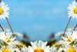 ox-eye-daisy-field-Top-110x75 ادعيه و اذكار دسته‌بندی نشده دعا متفرقه 