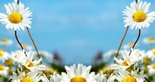 ox-eye-daisy-field-Top-310x165 ادعيه و اذكار دسته‌بندی نشده دعا متفرقه 