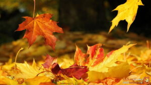 3046C07C-BE85-4755-88DE-6D504B8E9153-300x170 ادعيه و اذكار دسته‌بندی نشده دعا و ختم مجرب رزق و روزی 