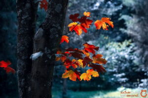 C8E98A5F-2F89-40FF-9DF6-14A6C100AF96-300x200 ادعيه و اذكار دسته‌بندی نشده دعا و ختم مجرب مهر و محبت 