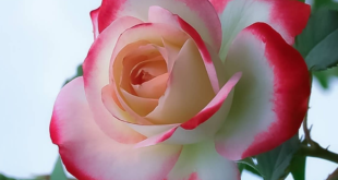 دعا-و-طلسم-های-قوی-برای-زیاد-شدن-مشتری-و-فروش-بالای-اجناس-1-310x165 ادعيه و اذكار دسته‌بندی نشده دعا دعا و ختم مجرب رزق و روزی متفرقه 