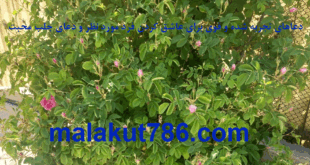 دعاهای-تجربه-شده-و-قوی-برای-عاشق-کردن-فرد-مورد-نظر-و-دعای-جلب-محبت-1-310x165 ادعيه و اذكار دعا دعا و ختم مجرب متفرقه مهر و محبت 