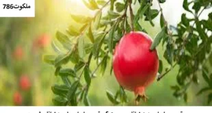 انار-310x165 تعبیر خواب 