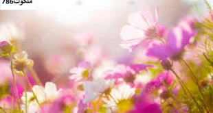 استرس-310x165 احاديث معصومين عليهم السلام ادعيه و اذكار حرز پیامبر اکرم (ص) برای دفع جمیع بلا دستورالعمل و نسخه مجرب دعا دعا و ختم مجرب دعای حاجت روایی دعای رفع غم و ناراحتی شفای بیماری 