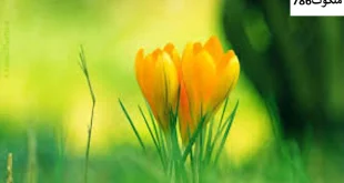 محال-310x165 احاديث معصومين عليهم السلام ادعيه و اذكار پنج آیه معجزه گر قران حرز مجرب دستورالعمل و نسخه مجرب دعا دعا و ختم مجرب دعای حاجت روایی 