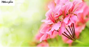 دشمن1-1-310x165 احاديث معصومين عليهم السلام ادعيه و اذكار دعا و ختم مجرب دعای حاجت روایی دعای رفع مشکلات و گرفتاری 