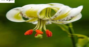 دنیا-310x165 احاديث معصومين عليهم السلام ادعيه و اذكار خواص سوره های قرآنی دستورالعمل و نسخه مجرب دعا دعا و ختم مجرب دعای حاجت روایی دعای رفع مشکلات و گرفتاری دعای گشایش کار 