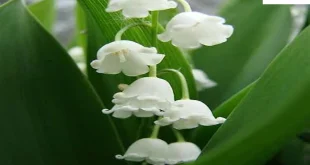 عاشق-310x165 احاديث معصومين عليهم السلام ادعيه و اذكار بخت گشایی و ازدواج خواص سوره های قرآنی دستورالعمل و نسخه مجرب دعا دعا و ختم مجرب دعای حاجت روایی مهر و محبت 