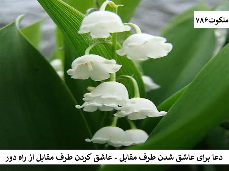 دعا برای عاشق شدن طرف مقابل - عاشق کردن طرف مقابل از راه دور عاشق احاديث معصومين عليهم السلام ادعيه و اذكار بخت گشایی و ازدواج خواص سوره های قرآنی دستورالعمل و نسخه مجرب دعا دعا و ختم مجرب دعای حاجت روایی مهر و محبت