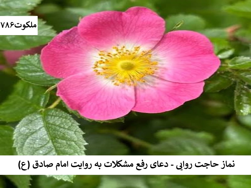 نماز حاجت روایی - دعای رفع مشکلات به روایت امام صادق (ع) نماز1 احاديث معصومين عليهم السلام ادعيه و اذكار دستورالعمل و نسخه مجرب دعا دعا و ختم مجرب دعای حاجت روایی دعای رفع مشکلات و گرفتاری